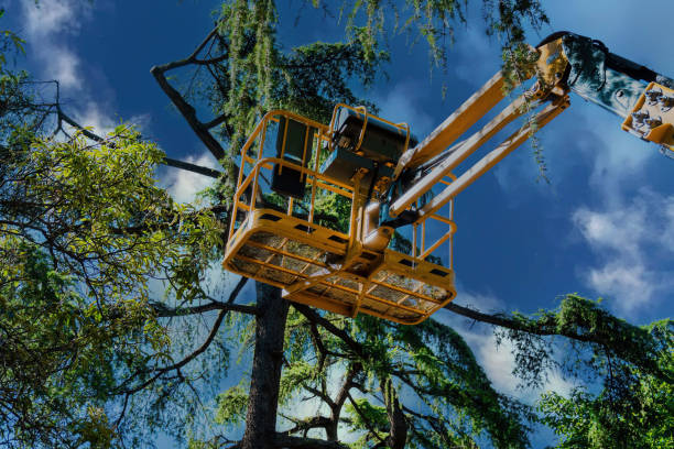 Best Tree Care Services  in Ozk, AR